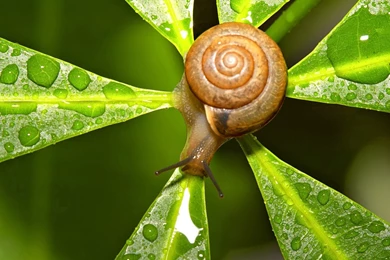 Animal Jungle Snail Leaf Desktop High Definition Wallpapers High ...