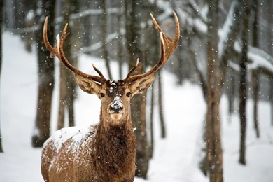 Animal Deer In The Snow Wallpapers High Definit