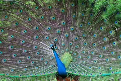 Peacock Desktop Animal Wallpapers 1024×640