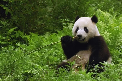 Amazing Animal Pictures,amazing Animals,animal Wallpaper,pictures ...