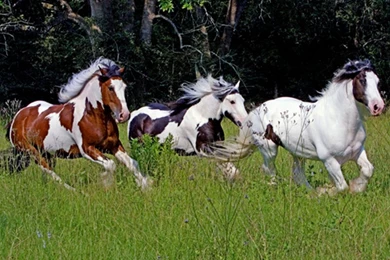 Horse High Resolution Wallpapers Picture : Animal Wallpapers ...