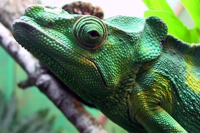 Widescreen Animal Wallpapers 1440x900 NO.10 Desktop Wallpapers ...