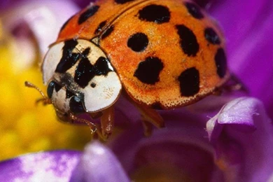 70+ Bright iPhone 4 Wallpapers   Over The Top Mag