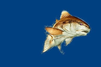 Redfish Wallpapers Pensacola Fishing Forum