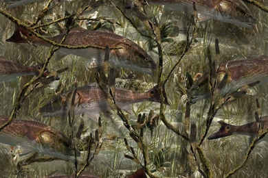 Red Fish Wallpapers   Wallpapers Cave