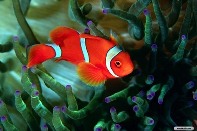 YouWall   Red Fish Wallpapers   Wallpaper,wallpapers,free Wallpapers ...