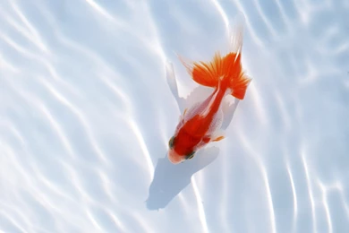 Red Fish Wallpapers And Images   Wallpapers, Pictures, Photos