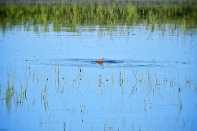 Top Redfish Wallpapers Hd Wallpapers