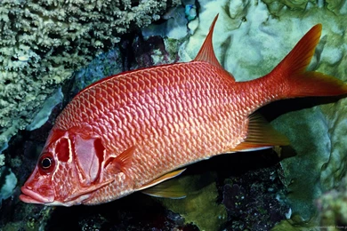 Download 1366x768 Red Fish Wallpapers