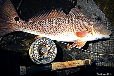 Redfish – YakOnFish™