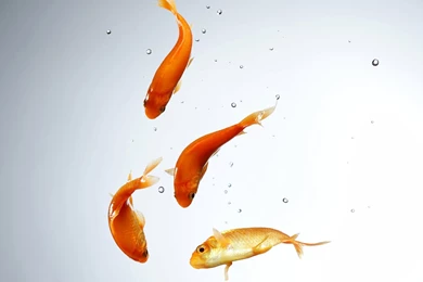 Four Red And Yellow Fishs In The Water With White Backgrounds Hd ...