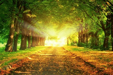 Morning wishes wallpaper.jpg