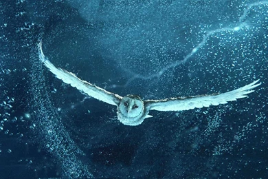 Legend Of The Guardians A The Owls Of Ga'Hoole Wallpapers