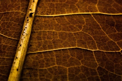 Leaf Plain Wallpapers