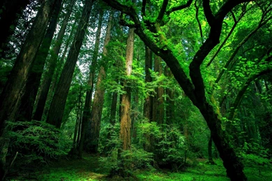 Green Forest Wallpaper.jpg