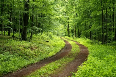 Green Forest Backgrounds Wallpapers Cave