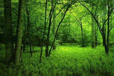 Green Forest Wallpapers A3Z4K   HD Wallpapers Desktop Backgrounds