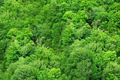 Green Forest As A Backgrounds Close Up Stock Photo