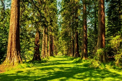 Green Forest (