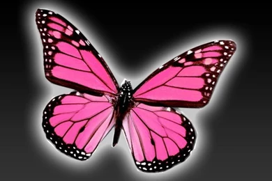 Pink Butterfly Backgrounds   Wallpapers Cave