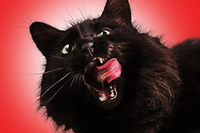 Desktop Wallpapers · Gallery · Animals · Big Black Cat