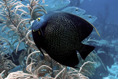 Big Black Exotic Fish Wallpapers Hd : Wallpapers13.com