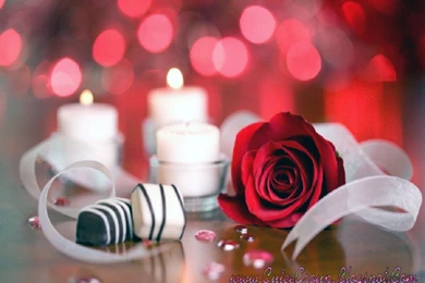 Cute Wallpapers Of Red Roses (1)