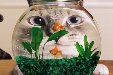 iPad Wallpapers Funny Cat And Goldfish   Animal, IPad, iPad 2 ...