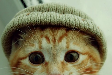 Adorable And Funny Cats Photo That Makes Your Cat Admires!