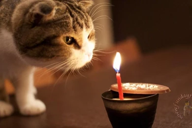 Funny Cat Backgrounds Image   Latest Collection Of Sms,Shayari ...