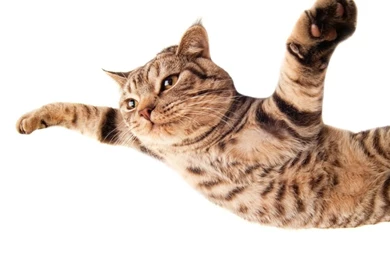 Cats Animals Funny Pets 2560x1600 Wallpapers – Animals Cats HD ...