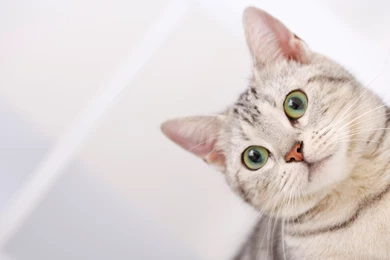 Cat Wallpapers Top L7A » WALLPAPERUN.COM