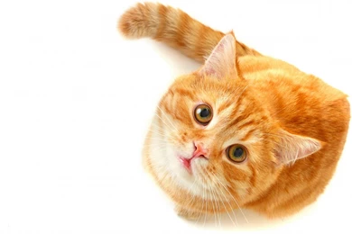 Cute Cat Hd Wallpapers Animals Wallpapers. Cute Animal Wallpapers ...
