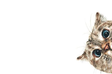 Cat Wallpapers On Pinterest