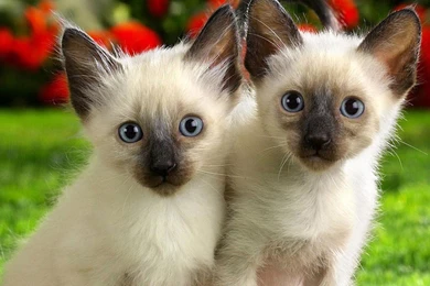 Pretty Cat Wallpapers Android Apps On Google Play