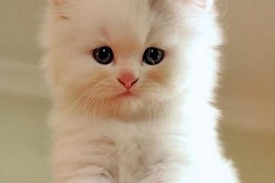 Cool Cat Wallpapers Android Apps On Google Play