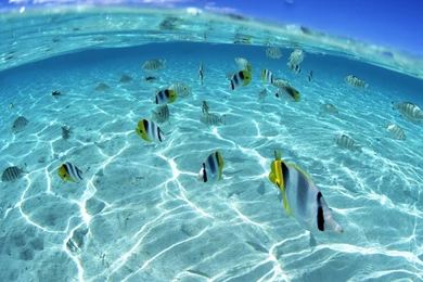 Fishes Run Animals Wallpapers