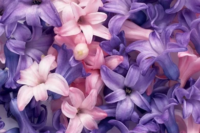 Crazy Cute Wallpapers