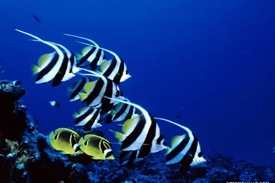 Animals   Fishes 1024x768 High Resolution Wallpapers