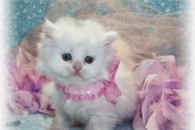 Cute Wallpapers Free Download