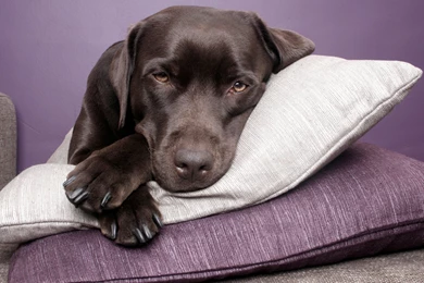 Best Friend, Dog Eye, Wallpapers Of Dog, Download Dog Images, Hd ...