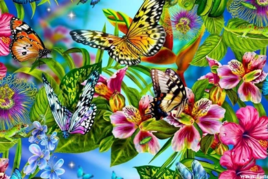 Butterfly Wallpapers, Download Colorful Butterflies HD Wallpapers