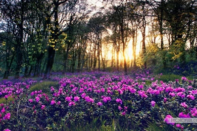 Beautiful Flower Forest Wallpapers