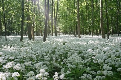 White Flowers Forest