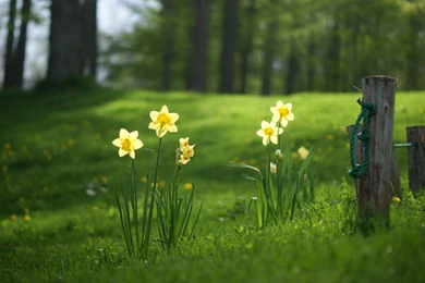 Daffodils Flowers Images And Wallpapers Download