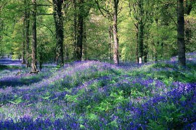 Flower Forest >> HD Wallpaper, Get It Now!