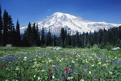 Jokul   Forest   Flowering Shrubs － Landscape Wallpapers   Free ...