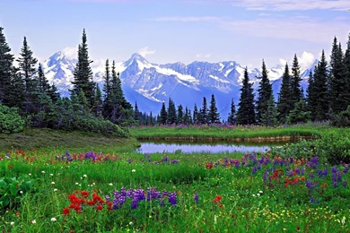 Forrest Flower Wallpapers   Images   Tbwnz.com