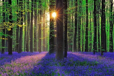 Forest Flowers Bells Sun Belgium Wallpapers