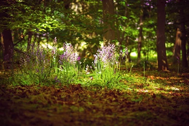 White Flowers Forest